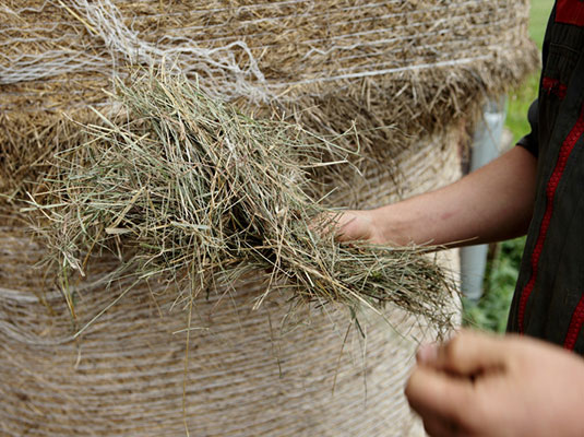 _MG_8806.jpg-800_modif