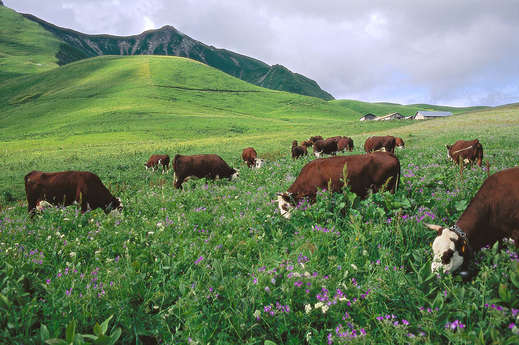 RMT Fromages de terroirs – vaches RMT Fromages de terroirs - vaches